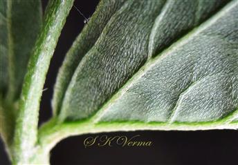 Leaf-Lower surface with medifixed trichomes